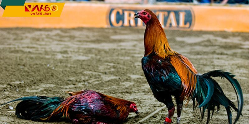 trai-nghiem-tran-dau-chan-thuc-toc-do-cao