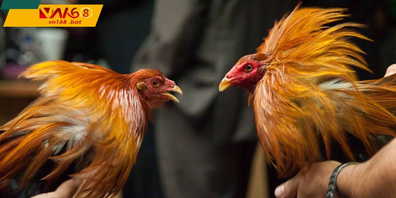 Quy trình tham gia – Rõ ràng, nhanh chóng