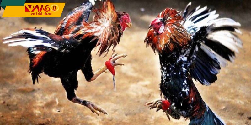 Đac-diem-chien-ke-manh-me-li-don-va-quyet-doan