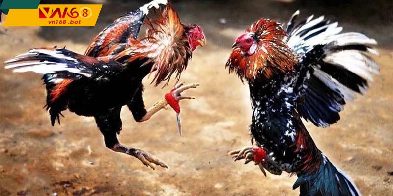 Lua-chon-chuan-xac-phong-thai-quyet-liet-va-ben-bi