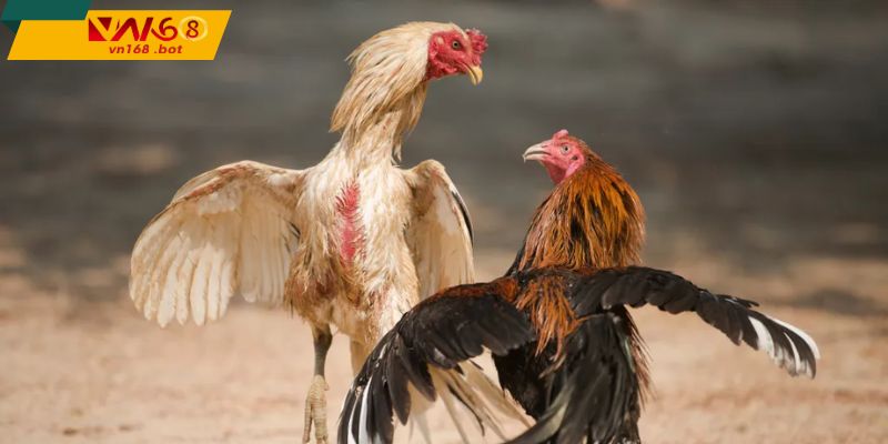 chat-luong-truyen-phat-da-ga-cua-sat-voi-hinh-anh-sac-net