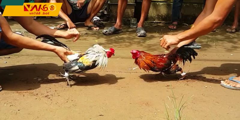 thong-tin-va-du-lieu-soi-da-ga-cua-sat-tinh-bach-de-theo-doi