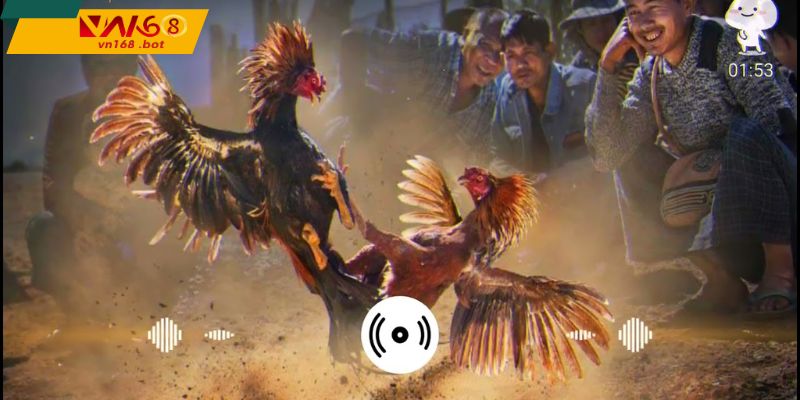 kinh-nghiem-quan-sat-da-ga-cua-sat-vn168