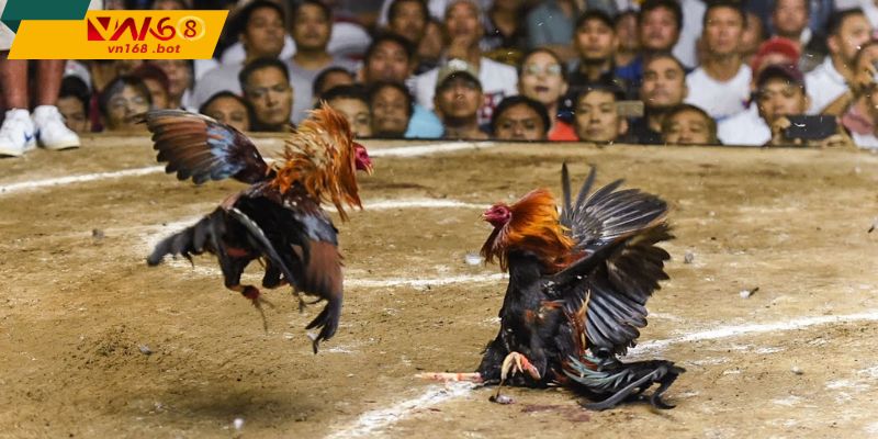 Goc-nhin-tran-dau-da-ga-Thomo