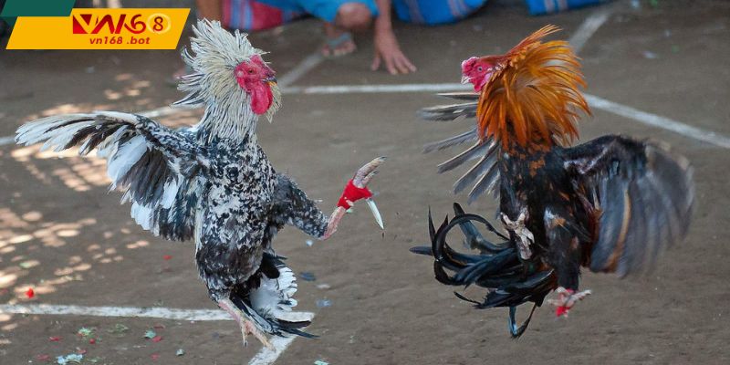 Đac-trung-Thomo-la-dau-tri-dau-luc-va-chien-thuat-sau