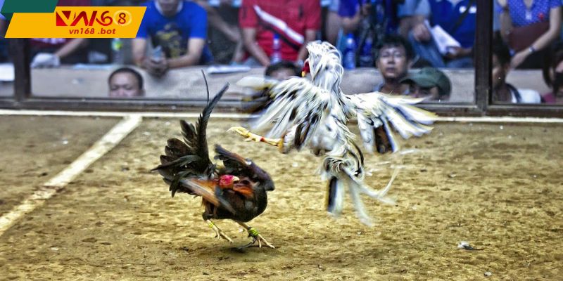 nghe-thuat-da-ga-hau-kieng-chien-luoc-ap-sat-ra-don-chuan-xac