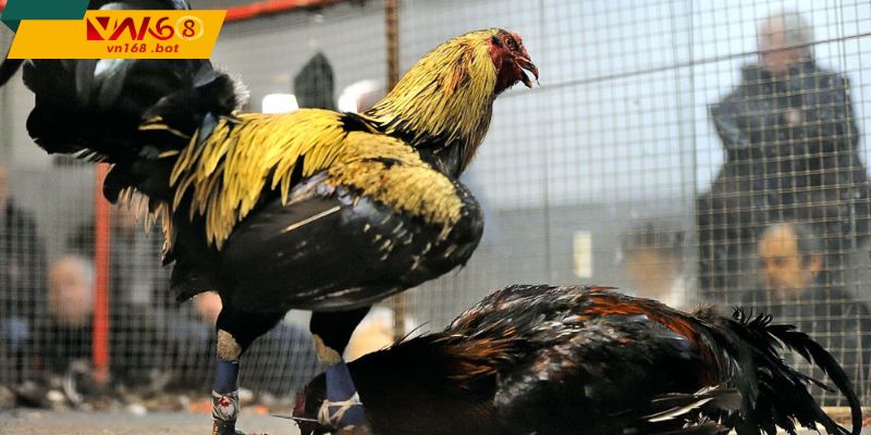 trai-nghiem-theo-doi-thao-tac-linh-hoat-du-lieu-minh-bach