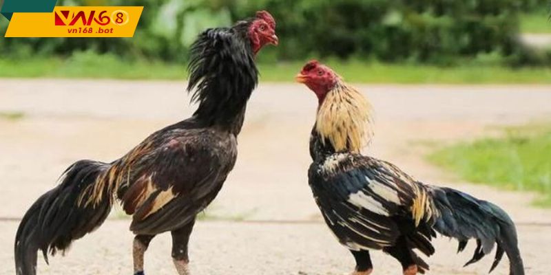 net-dac-trung-ga-noi-vn168