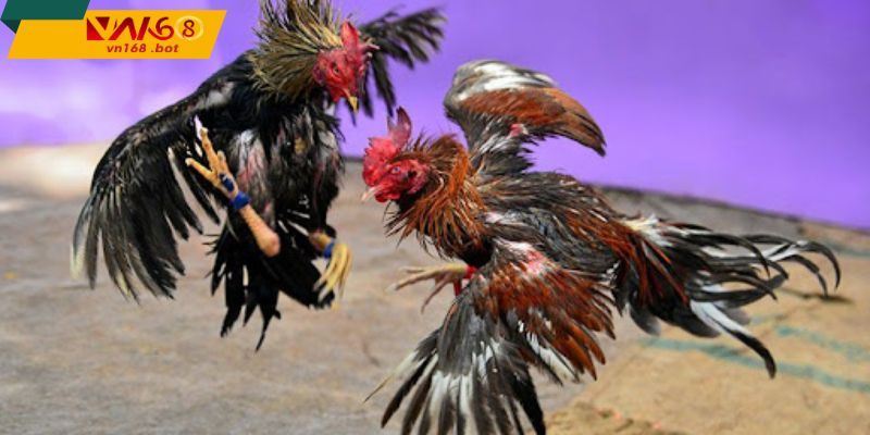 Kinh-nghiem-theo-doi-nam-nhip-tran,-quan-sat-chi-tiet-tung-pha-ra-don