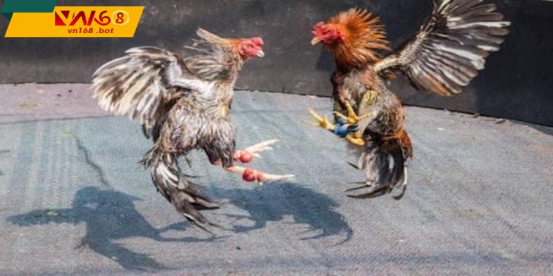 Moi-truong-soi-dong-chan-thuc-va-giau-cam-xuc