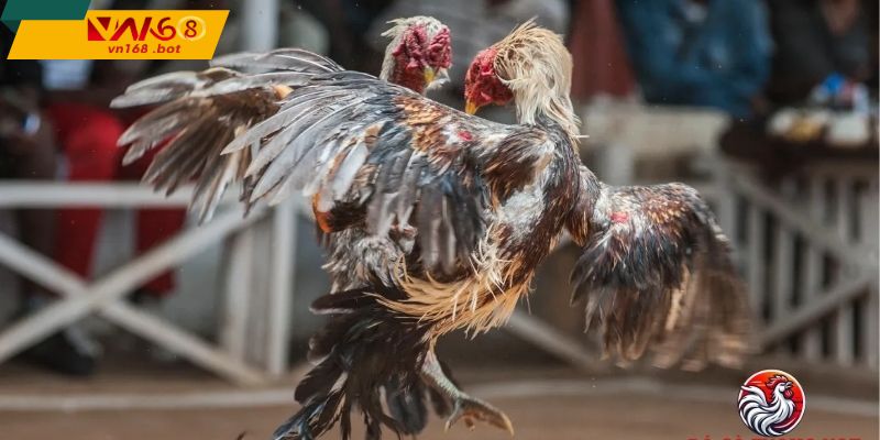 Kinh-nghiem-theo-doi-hieu-qua-Đa-ga-truc-tiep-C1