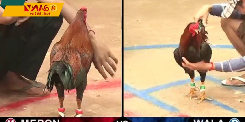 Truyen-phat-C4-on-dinh-sac-net-lien-mach