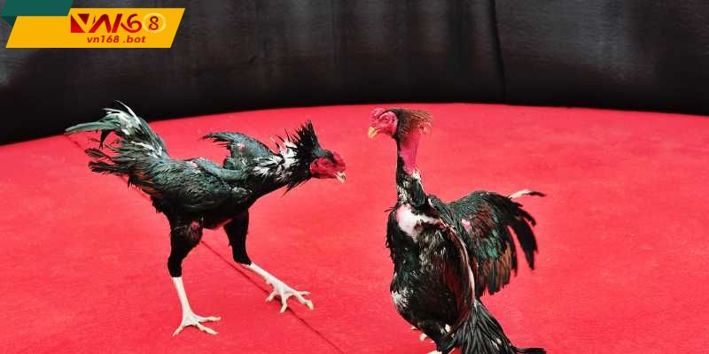 khong-khi-soi-c4-song-dong-kich-tinh